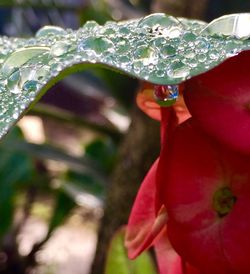 Close-up of water drops on flower