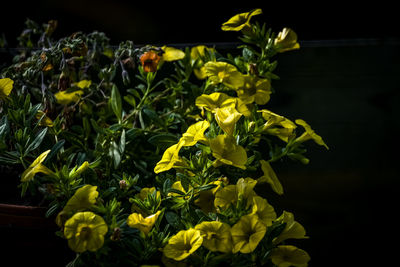 Close-up of yellow flowering plant
