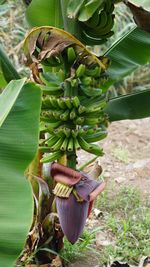 Close-up of banana tree