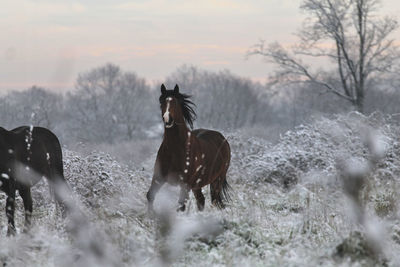 Horse running in the snow