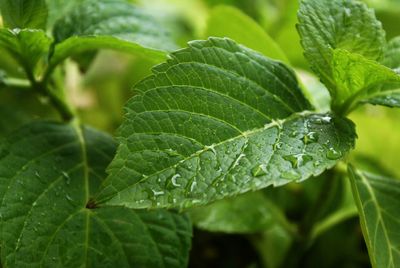 Close-up of wet plant