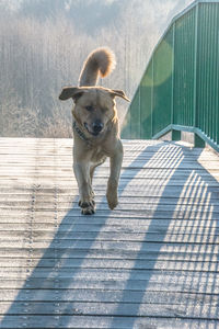 Dog in motion on wooden bridge during winter