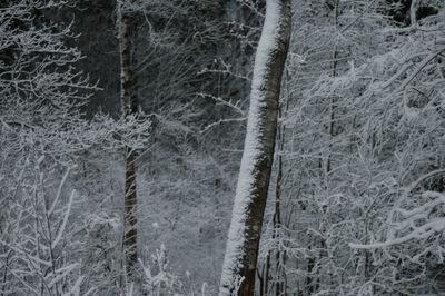 Full frame shot of bare trees in forest