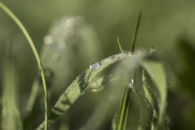 Close-up of dew on plant