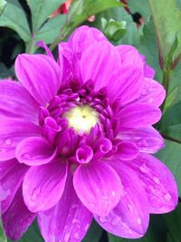 Close-up of pink flower blooming outdoors