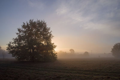 Tree on field against sky at morning