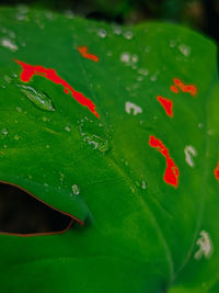 Close-up of raindrops on leaves