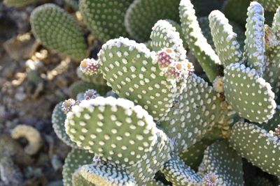 Close-up of plant against blurred background