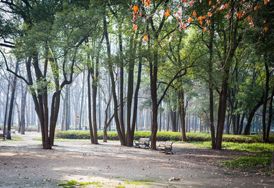 Trees in forest