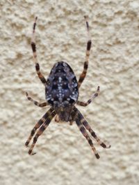 Close-up of spider on wall