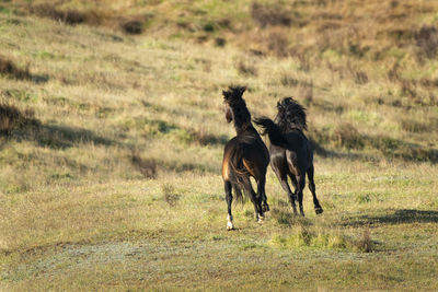 Horses running in a field