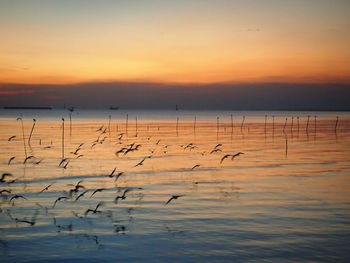 Flock of birds in sea at sunset