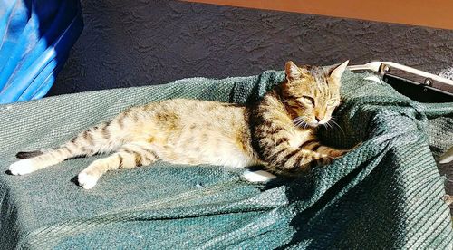 High angle view of cat relaxing