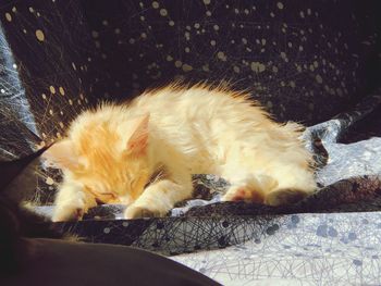 Close-up of a cat sleeping