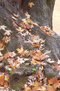 Close-up of tree trunk
