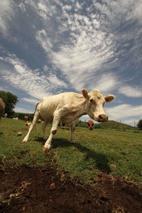 Cow grazing in a field