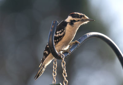 Woodpecker on a high perch