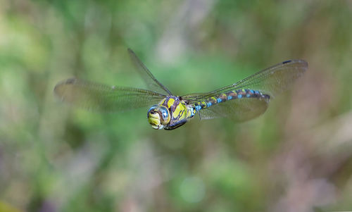 Close-up of butterfly on leaf