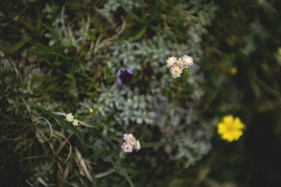 Close-up of flowers blooming outdoors
