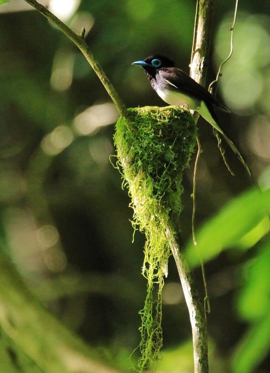 one animal, animals in the wild, animal themes, nature, green color, no people, plant, day, animal wildlife, outdoors, growth, beauty in nature, bird, perching, close-up