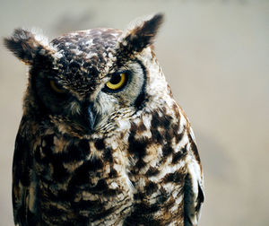 Close-up portrait of owl