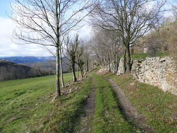 Road amidst bare trees against sky