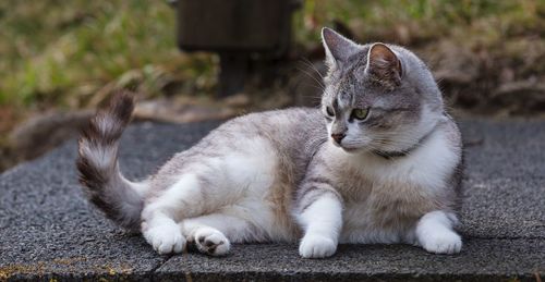 Close-up of a cat looking away