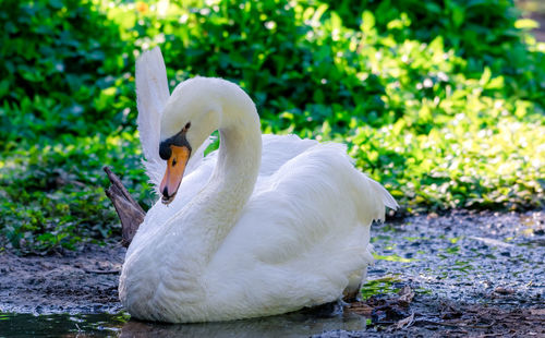 Close-up of swan in lake