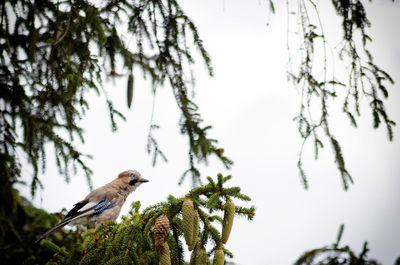 Low angle view of bird perching on tree against sky