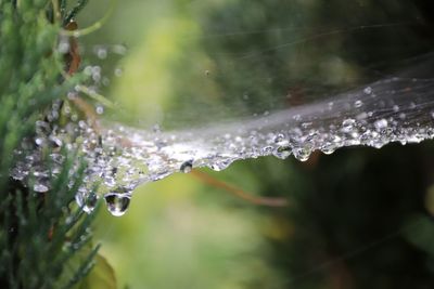 Close-up of water drops on plant