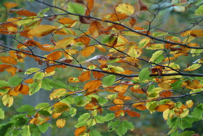 Close-up of orange flowers on tree