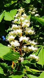 Close-up of blooming tree