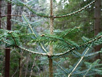 Close-up of tree against blurred background