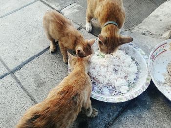 High angle view of cats eating