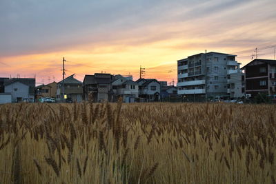 Scenic view of agricultural field against sky during sunset