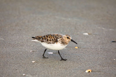 Bird perching on a sand 