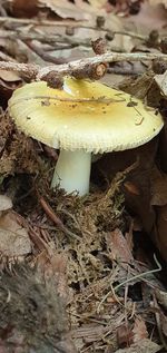 Close-up of mushroom on field