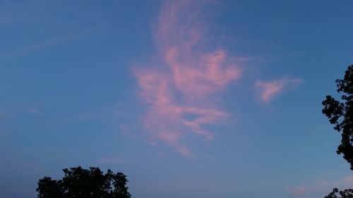 Low angle view of tree against sky