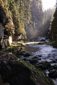 Stream flowing through rocks in forest