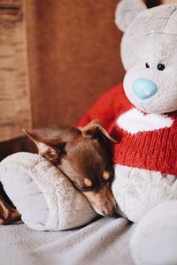 Close-up of dog on bed at home