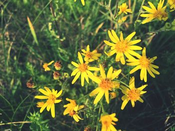 Close-up of yellow flower blooming in field