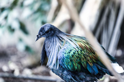 Close-up of bird perching