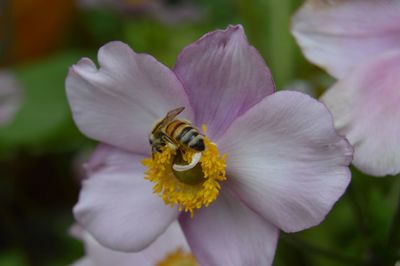 Close-up of honey bee on flower