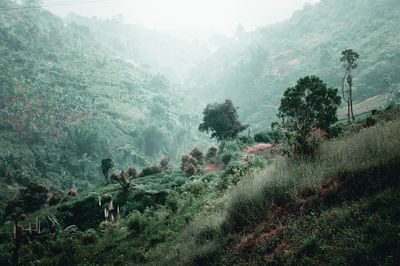 Scenic view of mountains during foggy weather