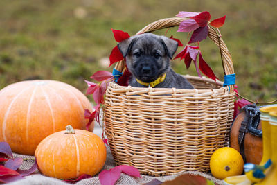 Close-up of a dog in basket