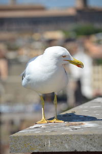 Close-up of seagull perching on wooden post