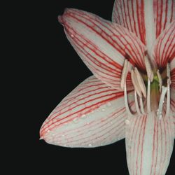 Close-up of flower over black background