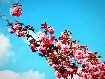 Low angle view of pink flowers