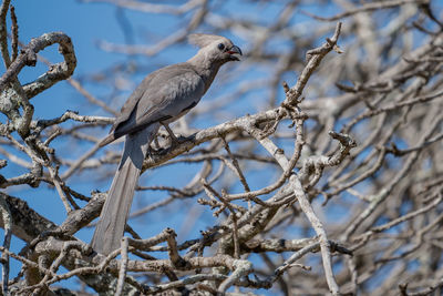 The grey lourie is also known as go-away bird, grey loerie, or kwêvoël,