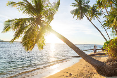 Palm trees on beach against sky